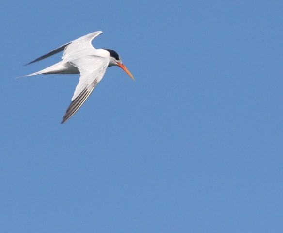 Elegant Tern